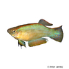 Procatopus nototaenia 'Kribi' Langflossen-Leuchtaugenfisch Kribi