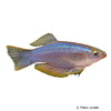 Procatopus similis Variabler Leuchtaugenfisch