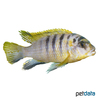 Labidochromis sp. 'Hongi Yellow' Hongi Yellow-Malawibuntbarsch