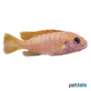 Labidochromis sp. 'Hongi Orange' Hongi Orange-Malawibuntbarsch