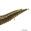 Macrognathus taeniagaster Chamäleon-Zwergstachelaal