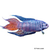 Macropodus opercularis 'Ultra Blau' Paradiesfisch-Ultra Blau