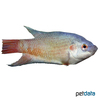 Macropodus opercularis 'Rotblau' Paradiesfisch-Rotblau