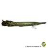 Atractosteus spatula Alligatorhecht