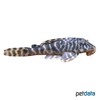 Peckoltia sp. 'L080' Tiger-Zwergschilderwels L80