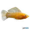 Poecilia latipinna var. Molly Marmor Gold