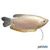 Trichopodus trichopterus 'Perlmutt' Fadenfisch Perlmutt