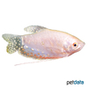 Trichopodus trichopterus 'Opal' Fadenfisch Opal