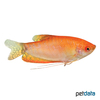 Trichopodus trichopterus 'Gold-Orange' Fadenfisch Gold-Orange