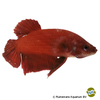 Betta splendens 'Plakat Solid Red' Kampffisch Plakat Solid Red