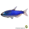 Inpaichthys kerri 'Super Blue' Königssalmler Super Blau