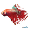 Betta splendens 'Crowntail Red' Kampffisch Crowntail Red
