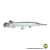 Atractosteus spatula 'Platinum' Alligatorhecht Platin
