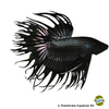 Betta splendens 'Crowntail Black' Kampffisch Crowntail Black