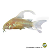 Hoplisoma paleatum 'Albino Longfin' Marmorierter Panzerwels Albino Longfin