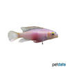 Pelvicachromis pulcher 'Albino' Purpurprachtbarsch Albino