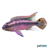Pelvicachromis pulcher 'Red' Purpurprachtbarsch Rot