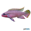 Pelvicachromis kribensis 'Nange' Streifenprachtbarsch Nange