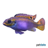Pelvicachromis kribensis 'Kienke' Streifenprachtbarsch Kienke