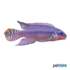 Pelvicachromis kribensis 'Bandewouri' Streifenprachtbarsch Bandewouri