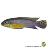 Pelvicachromis kribensis 'Idenau' Streifenprachtbarsch Idenau