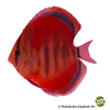 Symphysodon discus 'Ica Red' Heckel-Diskus Ica Red