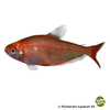 Megalamphodus eques 'Red-Gold' Blutsalmler Rot-Gold
