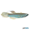 Poropanchax luxophthalmus Orangesaum-Leuchtaugenfisch