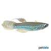 Poropanchax luxophthalmus Roter Leuchtaugenfisch