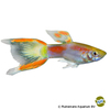 Poecilia wingei 'Yellow Laser Tail' Endler-Guppy Yellow Laser Tail
