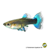 Poecilia reticulata var. Guppy Neon Blau ♀