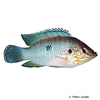 Rubricatochromis cerasogaster Roter Kiemenfleck Buntbarsch