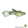 Poecilia wingei 'Snakeskin Blue' Endler-Guppy Snakeskin Blau