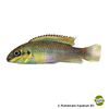 Pelvicachromis pulcher 'Ndonga' Purpurprachtbarsch Ndonga