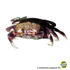Tubuca forcipata Regenbogen-Krabbe