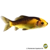 Carassius auratus Goldfisch Gelb-Schwarz