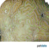 Leptoria phrygia 'Green' Hirnkoralle (LPS)