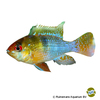 Mikrogeophagus ramirezi 'Smaragd' Schmetterlingsbuntbarsch-Smaragd