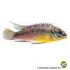 Pelvicachromis kribensis 'Ndonga' Streifenprachtbarsch Ndonga