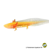 Ambystoma mexicanum Axolotl Gold Pearl