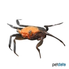 Geosesarma krathing Orange Vampirkrabbe