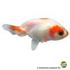 Carassius auratus auratus Schleierschwanz Ranchu Sakura