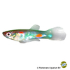 Poecilia reticulata var. Guppy Belem