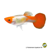 Poecilia reticulata var. Guppy Koi Kohaku