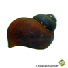 Notopala sp. 'Blue Berry' Blue Berry Schnecke