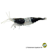 Neocaridina sp. 'Black Rili' Garnele-Black Rili