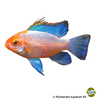 Mikrogeophagus ramirezi 'Neon Blue Gold' Schmetterlingsbuntbarsch-Neon Blue Gold