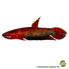 Betta iaspis Betta Jaspis