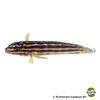 Julidochromis regani 'Nsumbu' Vierstreifen-Schlankcichlide Nsumbu