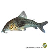 Corydoras sarareensis Sarare-Panzerwels